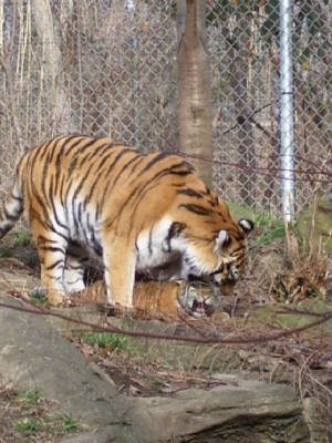 tiger10.jpg