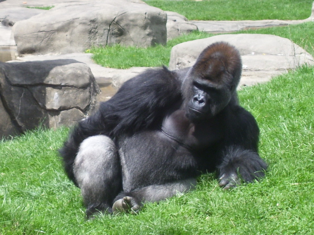 centerfold.jpg