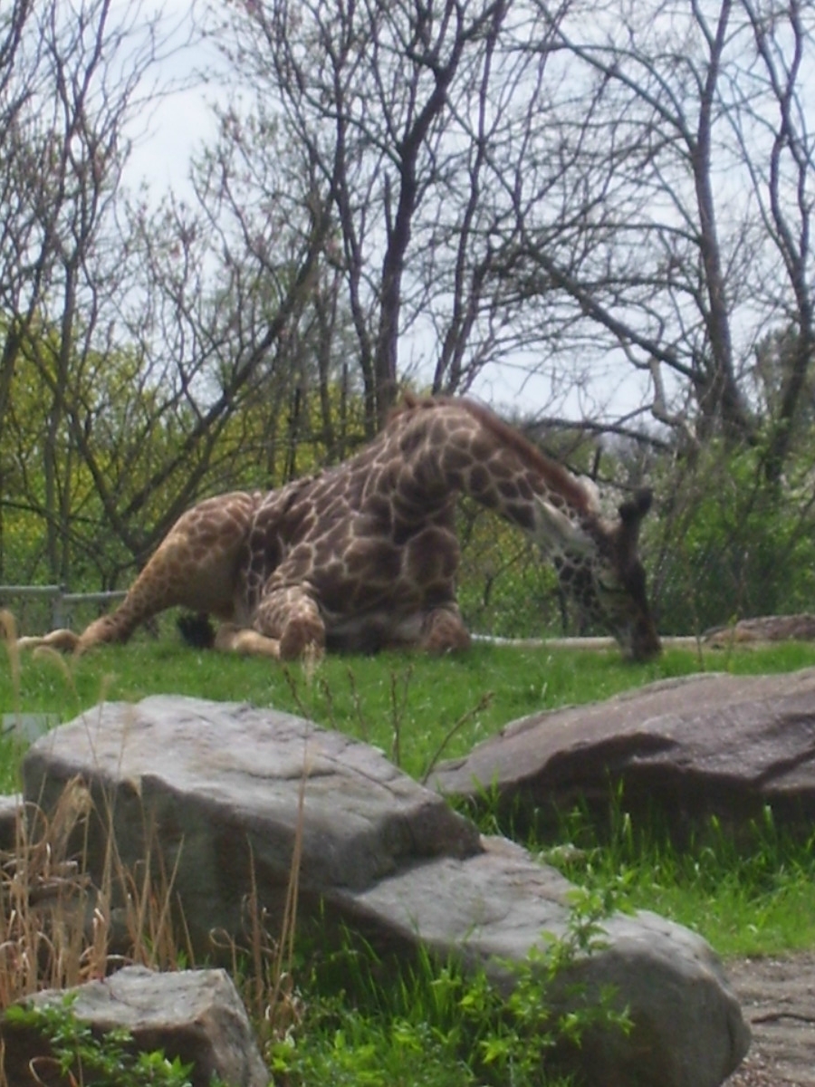giraffe.jpg
