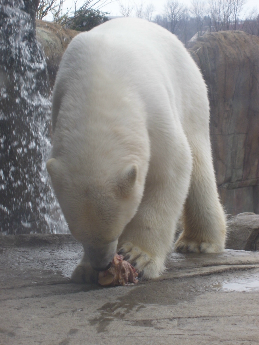 polarbear.jpg