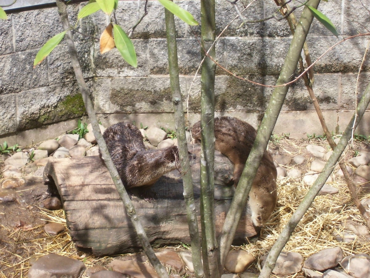 riverotters.jpg