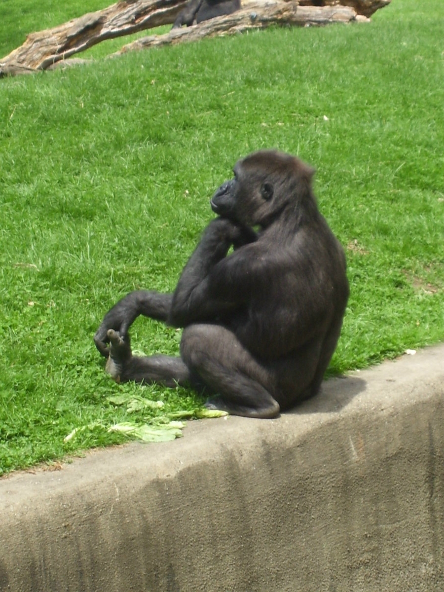 thinker.jpg